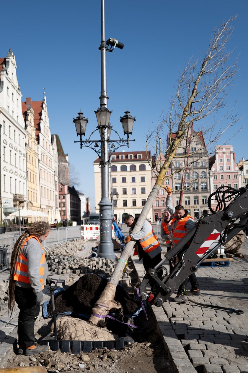 Sadzenie pierwszego z nowych drzew w Rynku 6 marca 2026 r. - robotnicy osadzają korzenie i pień w przygotowanym wykopie.