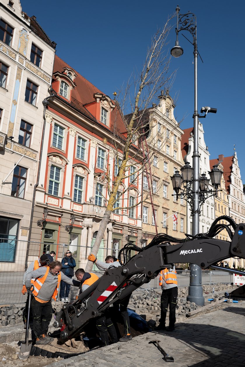 Sadzenie pierwszego z nowych drzew w Rynku 6 marca 2026 r. - robotnicy osadzają korzenie i pień w przygotowanym wykopie.