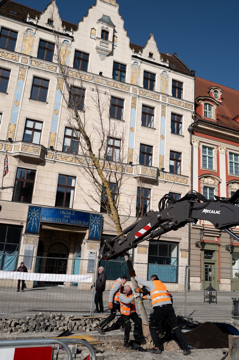 Sadzenie pierwszego z nowych drzew w Rynku 6 marca 2026 r. - robotnicy osadzają korzenie i pień w przygotowanym wykopie.