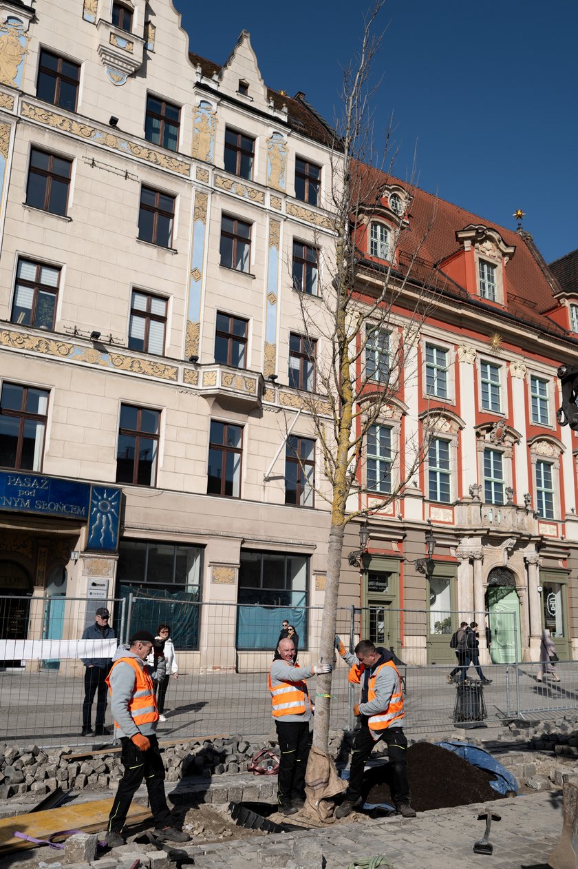Sadzenie pierwszego z nowych drzew w Rynku 6 marca 2026 r. - robotnicy osadzają korzenie i pień w przygotowanym wykopie.