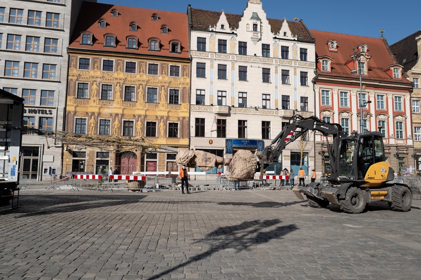 Sadzenie pierwszego z nowych drzew w Rynku 6 marca 2026 r. - robotnicy osadzają korzenie i pień w przygotowanym wykopie.