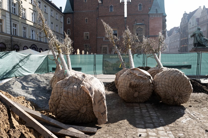 Sadzenie pierwszego z nowych drzew w Rynku 6 marca 2026 r. - robotnicy osadzają korzenie i pień w przygotowanym wykopie.