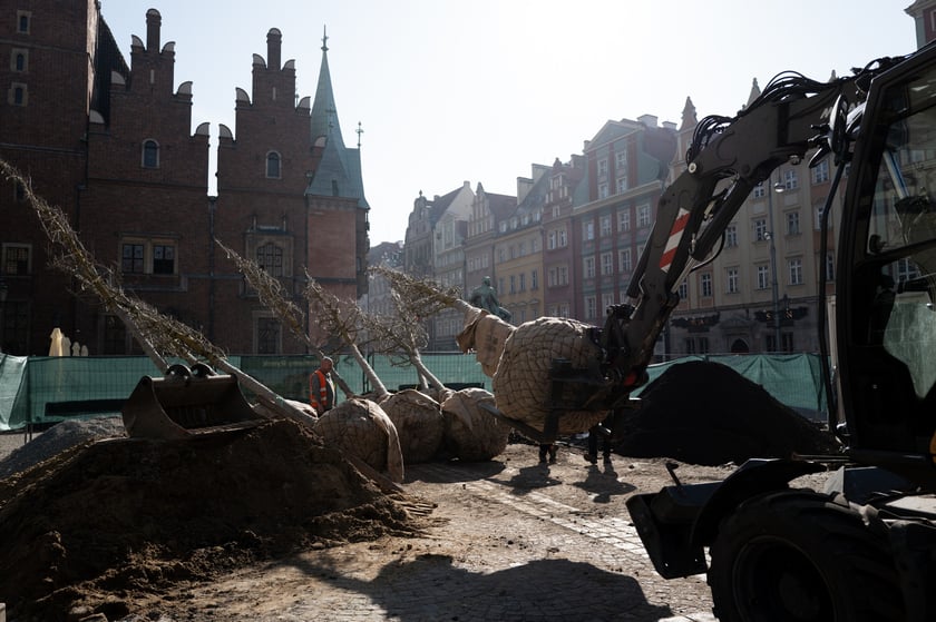 Sadzenie pierwszego z nowych drzew w Rynku 6 marca 2026 r. - robotnicy osadzają korzenie i pień w przygotowanym wykopie.