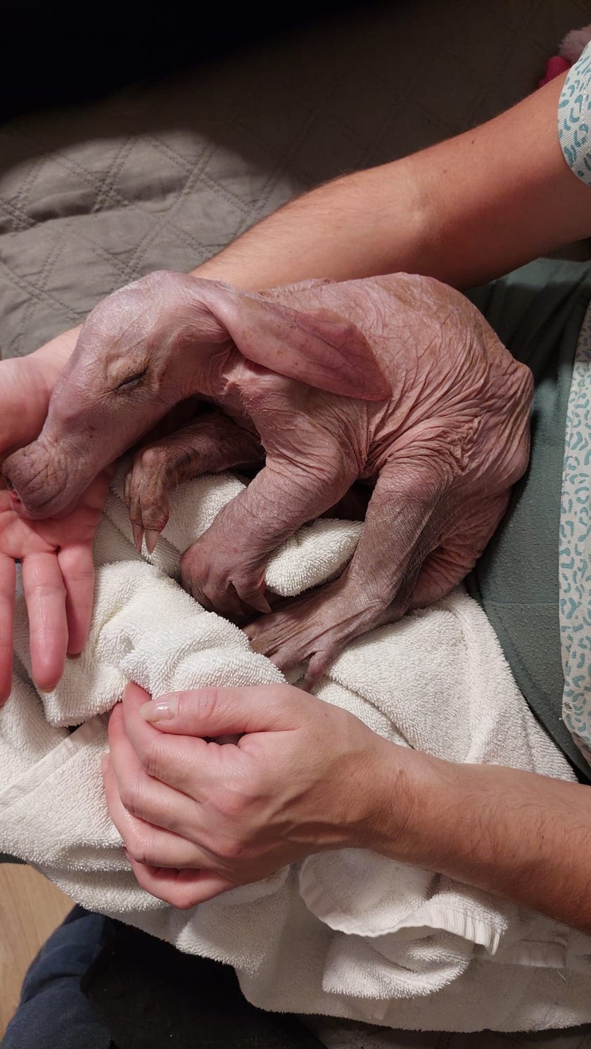 Mrównik z wrocławskiego zoo