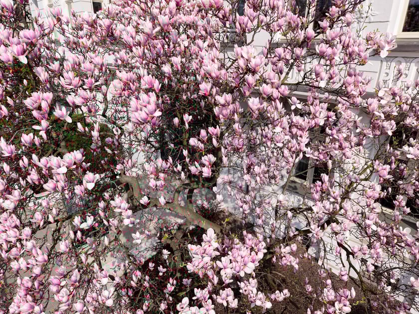 Zjawiskowa magnolia rosnąca przy zabytkowej kamienicy przy Podwalu.