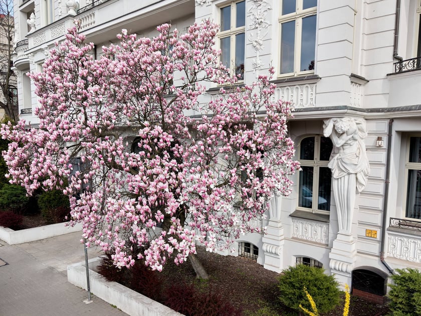 Zjawiskowa magnolia rosnąca przy zabytkowej kamienicy przy Podwalu.