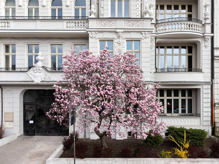 Zjawiskowa magnolia rosnąca przy zabytkowej kamienicy przy Podwalu.