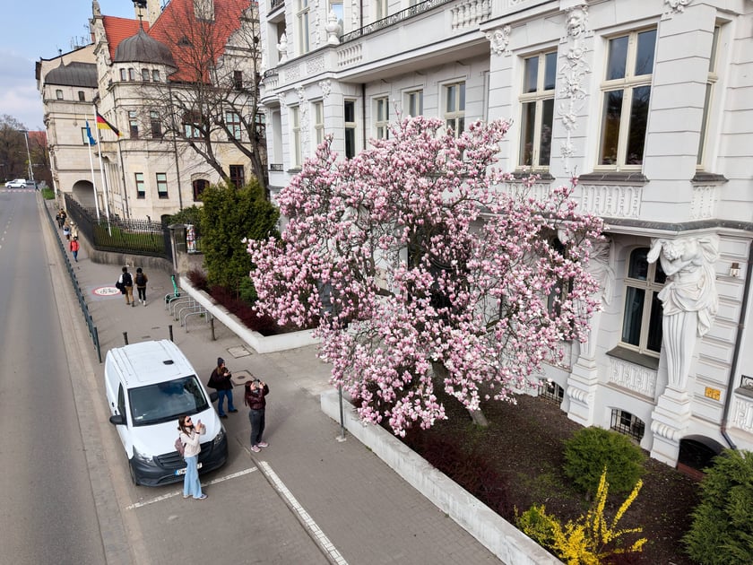 Zjawiskowa magnolia rosnąca przy zabytkowej kamienicy przy Podwalu.