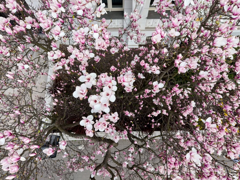 Zjawiskowa magnolia rosnąca przy zabytkowej kamienicy przy Podwalu.