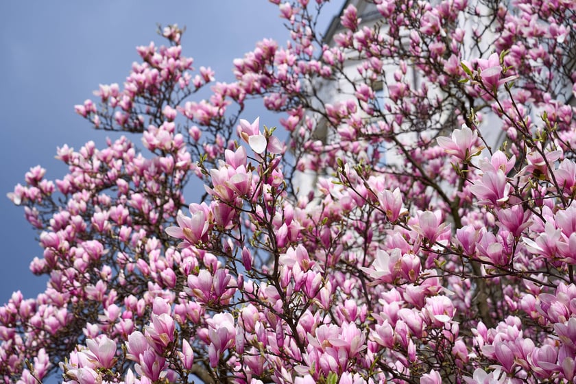 Zjawiskowa magnolia rosnąca przy zabytkowej kamienicy przy Podwalu.