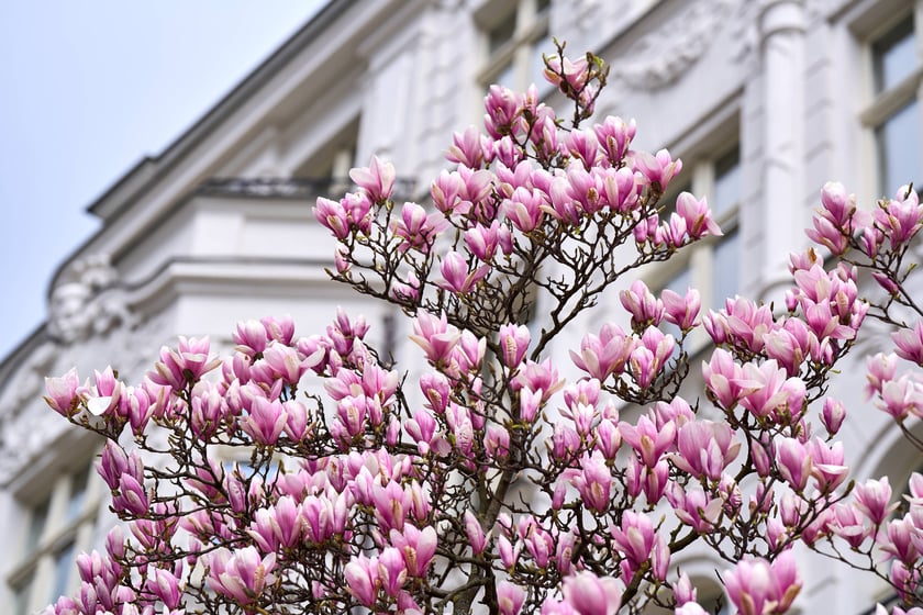 Zjawiskowa magnolia rosnąca przy zabytkowej kamienicy przy Podwalu.
