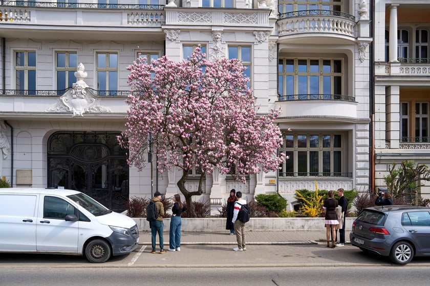 Zjawiskowa magnolia rosnąca przy zabytkowej kamienicy przy Podwalu.