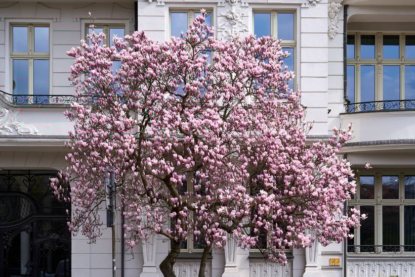 Zjawiskowa magnolia rosnąca przy zabytkowej kamienicy przy Podwalu.