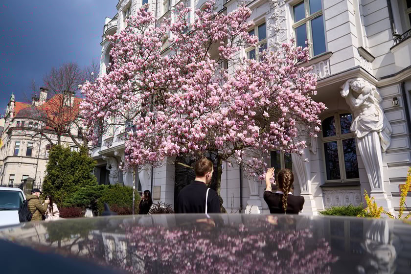 Zjawiskowa magnolia rosnąca przy zabytkowej kamienicy przy Podwalu.