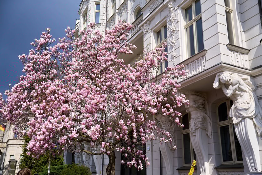 Zjawiskowa magnolia rosnąca przy zabytkowej kamienicy przy Podwalu.