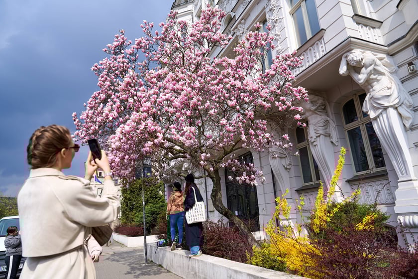 Zjawiskowa magnolia rosnąca przy zabytkowej kamienicy przy Podwalu.