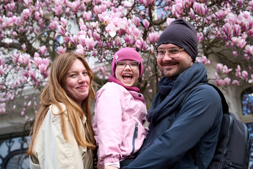 Zjawiskowa magnolia rosnąca przy zabytkowej kamienicy przy Podwalu.