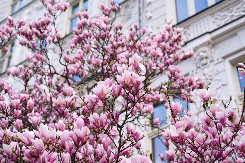 Zjawiskowa magnolia rosnąca przy zabytkowej kamienicy przy Podwalu.
