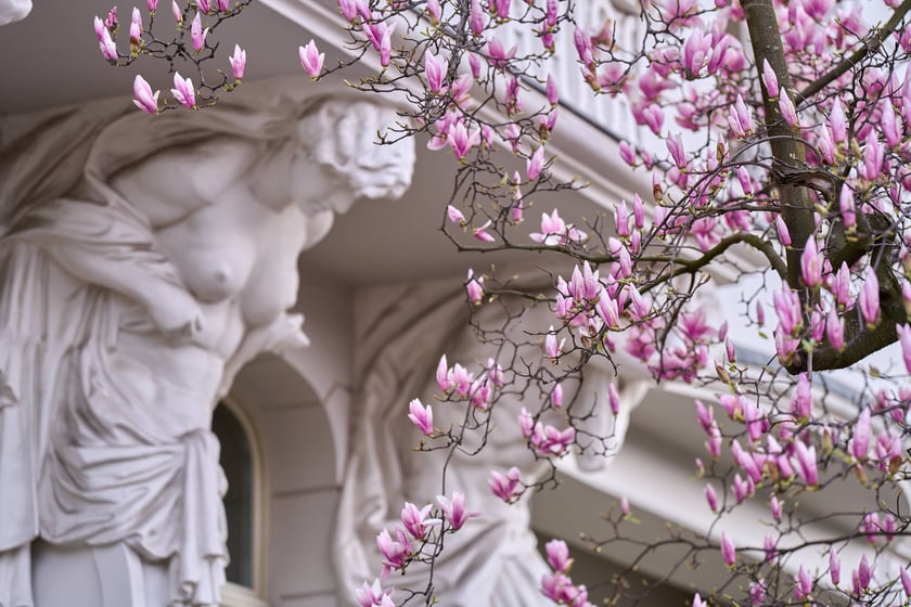 Zjawiskowa magnolia rosnąca przy zabytkowej kamienicy przy Podwalu.