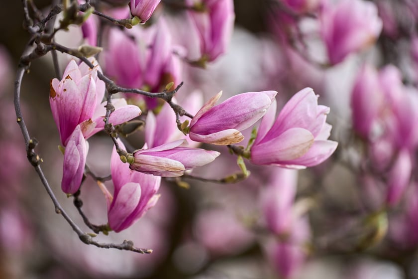 Zjawiskowa magnolia rosnąca przy zabytkowej kamienicy przy Podwalu.