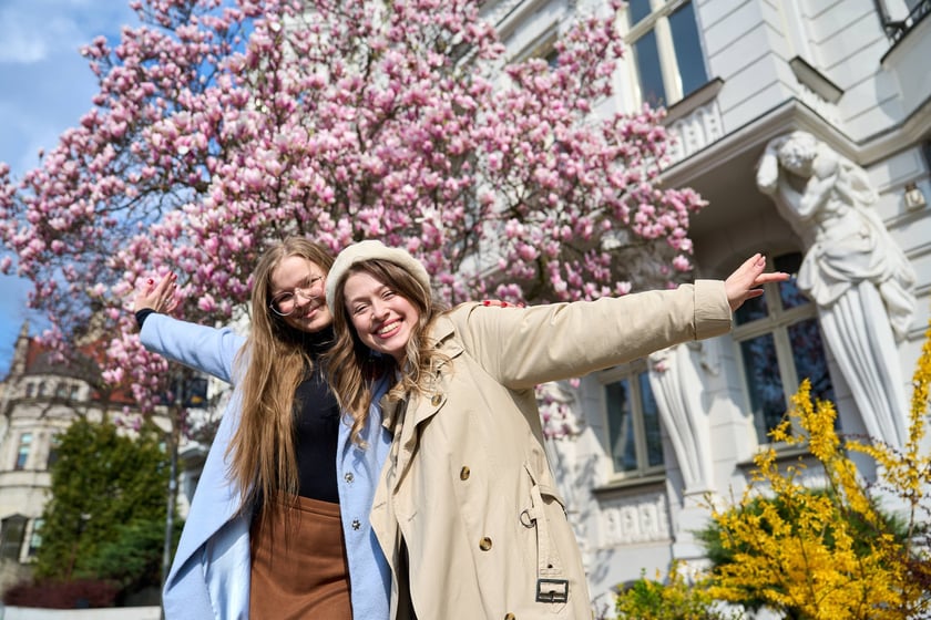 Zjawiskowa magnolia rosnąca przy zabytkowej kamienicy przy Podwalu.