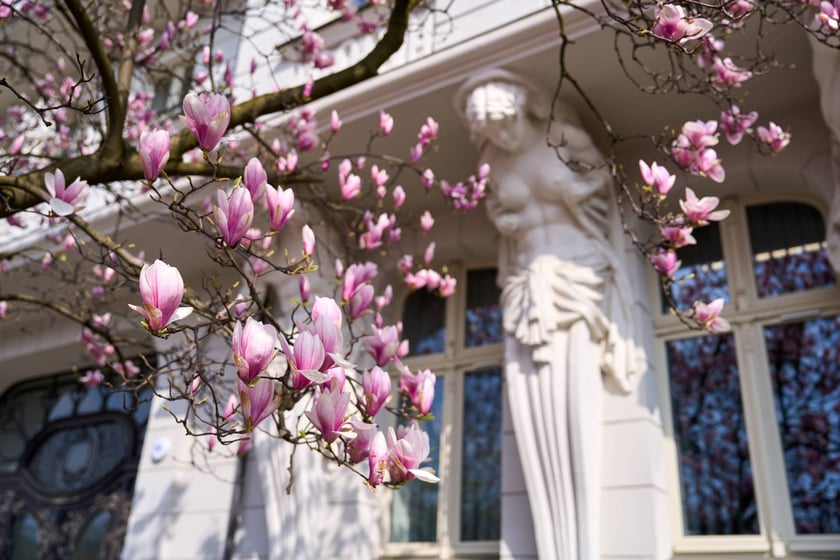 Zjawiskowa magnolia rosnąca przy zabytkowej kamienicy przy Podwalu.