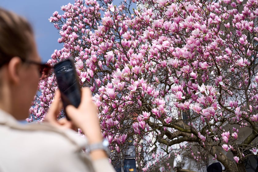 Zjawiskowa magnolia rosnąca przy zabytkowej kamienicy przy Podwalu.