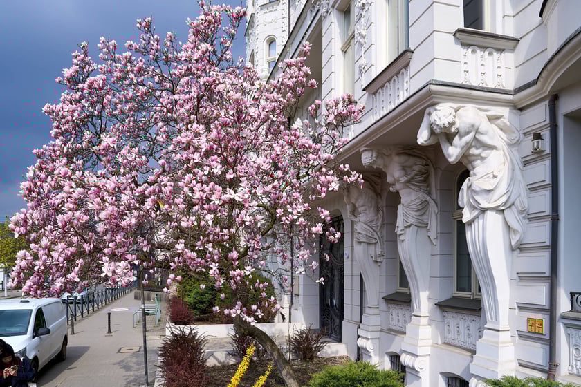 Zjawiskowa magnolia rosnąca przy zabytkowej kamienicy przy Podwalu.