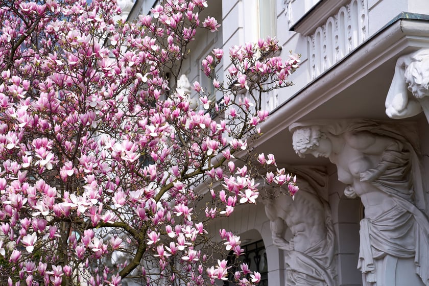 Zjawiskowa magnolia rosnąca przy zabytkowej kamienicy przy Podwalu.