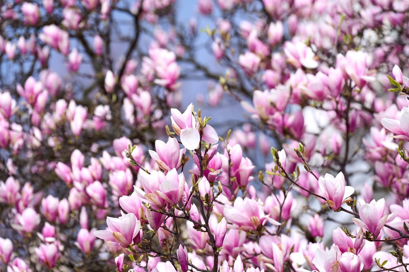 Zjawiskowa magnolia rosnąca przy zabytkowej kamienicy przy Podwalu.