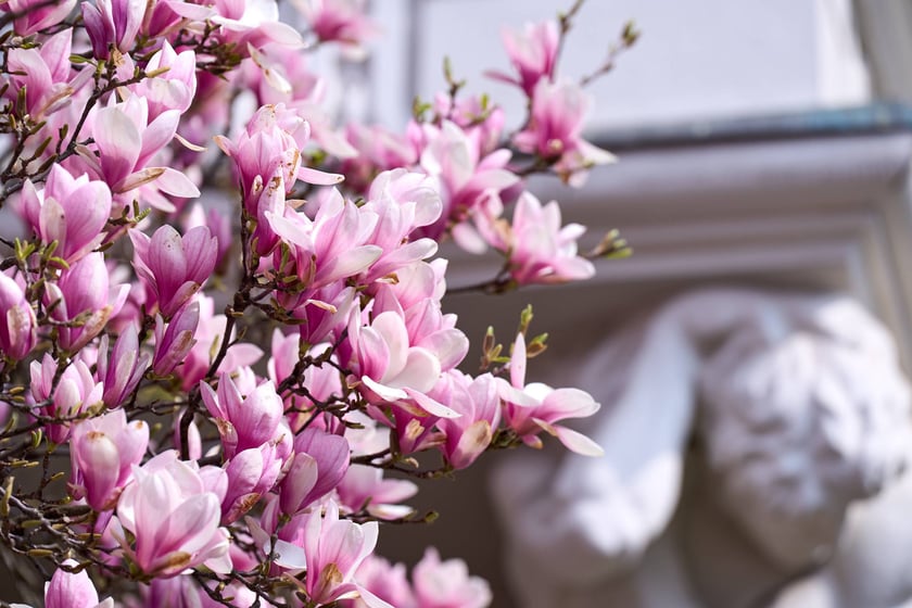 Zjawiskowa magnolia rosnąca przy zabytkowej kamienicy przy Podwalu.