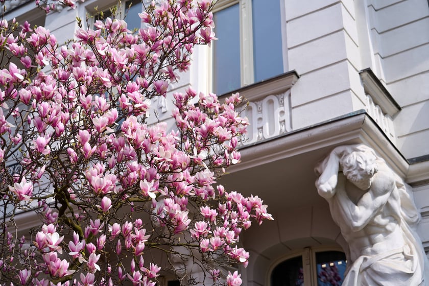 Zjawiskowa magnolia rosnąca przy zabytkowej kamienicy przy Podwalu.