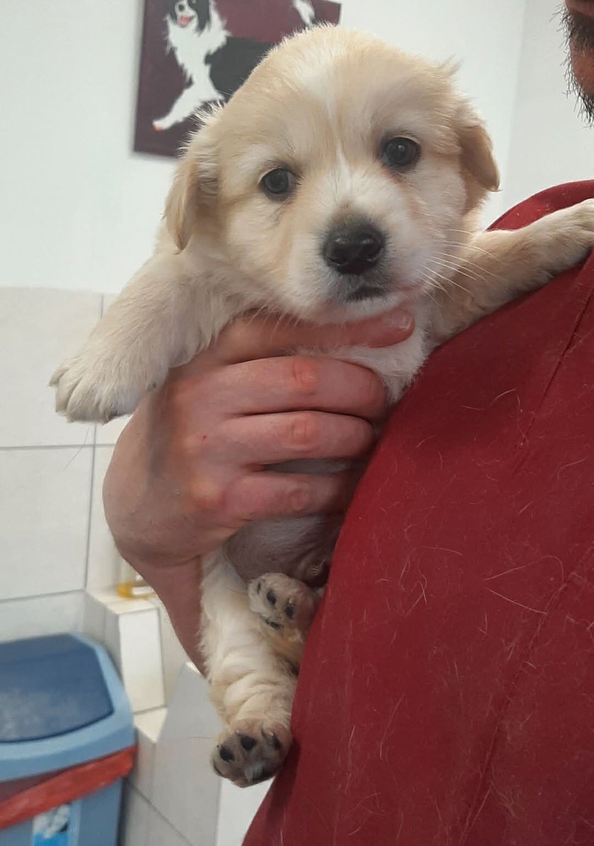 Gaj. Jeden ze szczeniak&oacute;w uratowanych przez Grupę RATUJ i czekających na adopcję w azylu stowarzyszenia