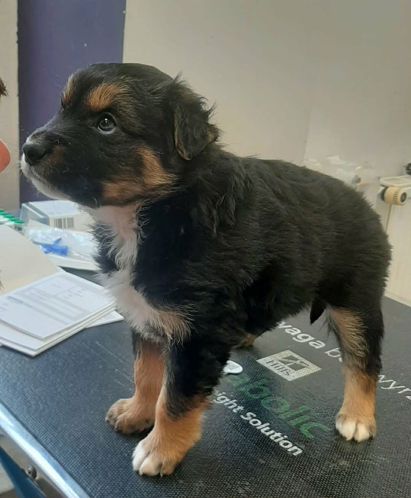 Grabiszyn. Jeden ze szczeniak&oacute;w uratowanych przez Grupę RATUJ i czekających na adopcję w azylu stowarzyszenia