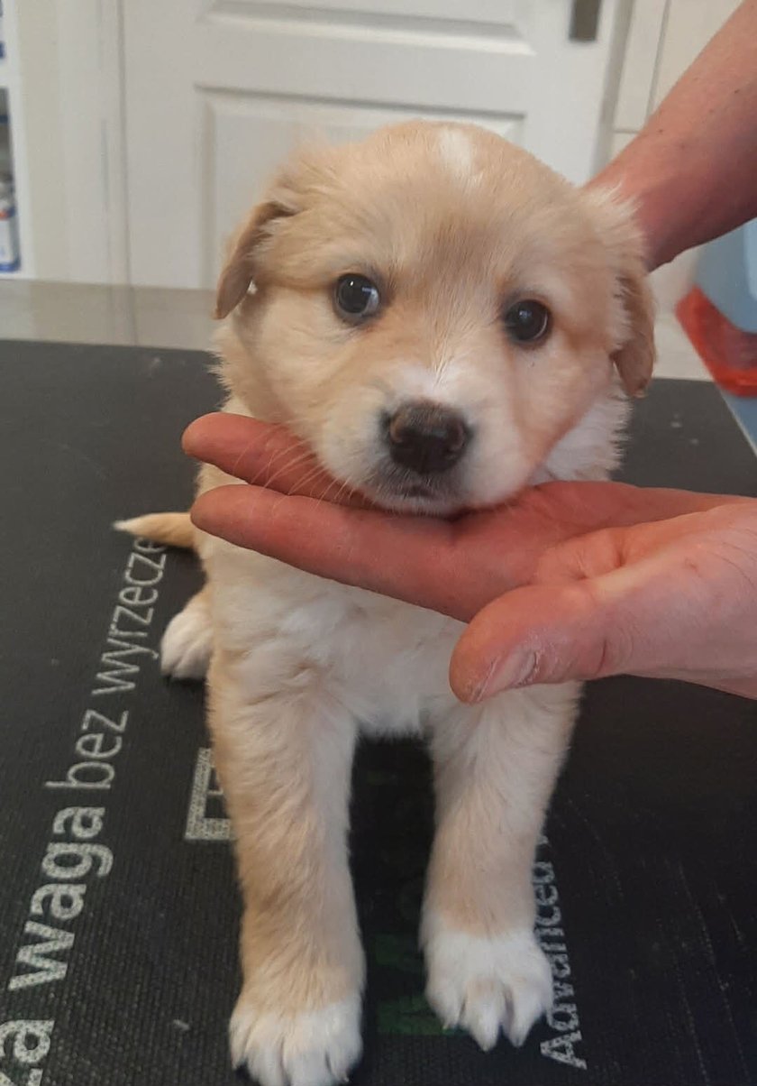 Klecina. Jeden ze szczeniak&oacute;w uratowanych przez Grupę RATUJ i czekających na adopcję w azylu stowarzyszenia