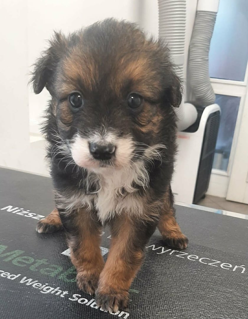 Leśnica. Jeden ze szczeniak&oacute;w uratowanych przez Grupę RATUJ i czekających na adopcję w azylu stowarzyszenia