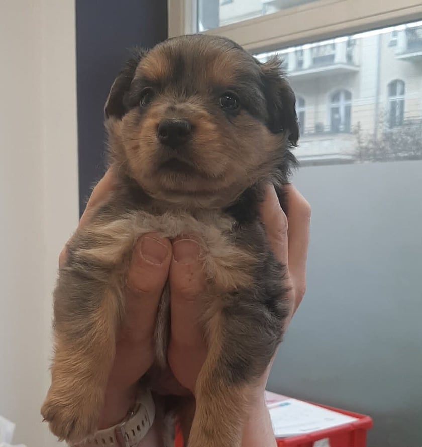 Muchob&oacute;r. Jeden ze szczeniak&oacute;w uratowanych przez Grupę RATUJ i czekających na adopcję w azylu stowarzyszenia
