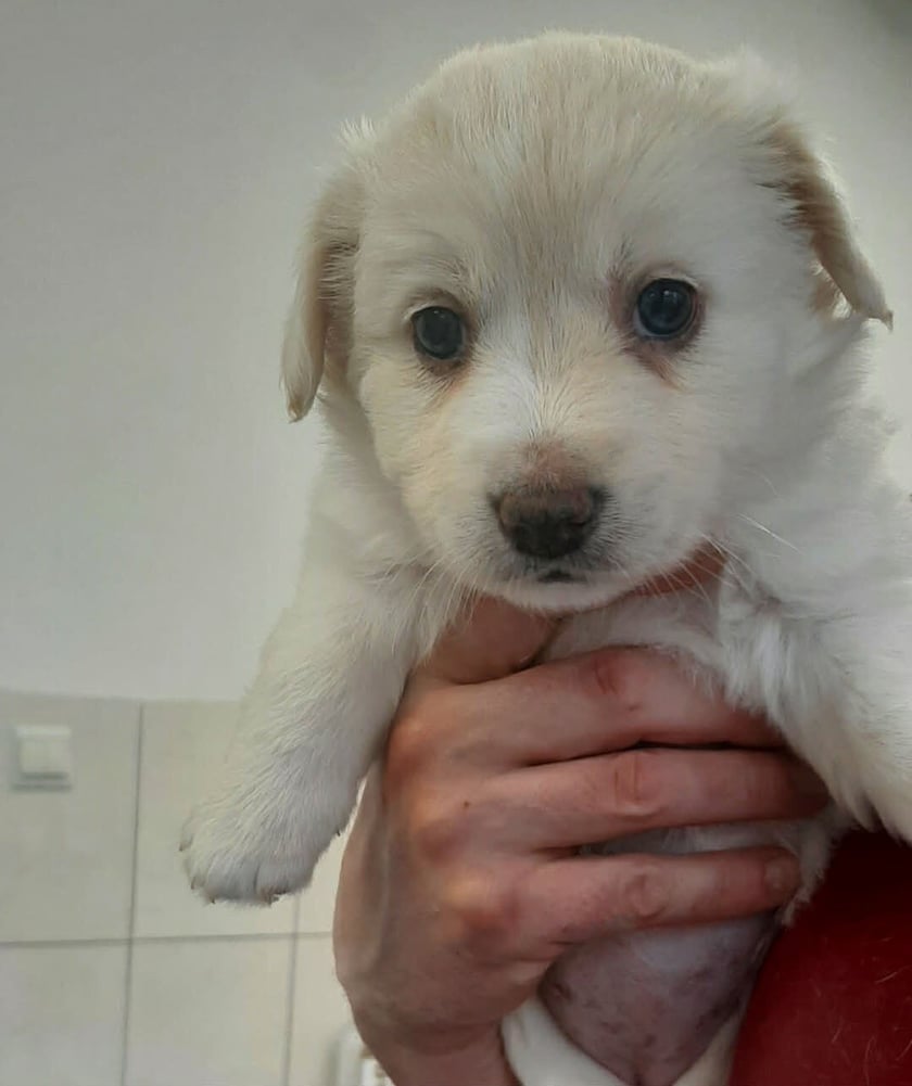 R&oacute;żanka. Jeden ze szczeniak&oacute;w uratowanych przez Grupę RATUJ i czekających na adopcję w azylu stowarzyszenia