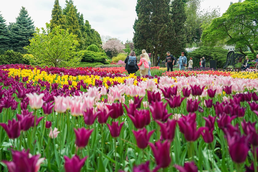 Festiwal Tulipanów w Ogrodzie Botanicznym Uniwersytetu Wrocławskiego, 9 maja 2026 r.