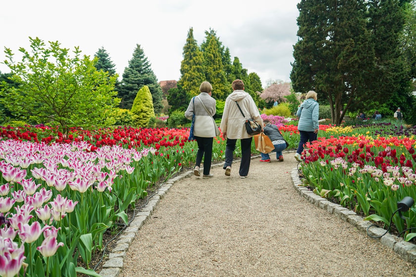 Festiwal Tulipanów w Ogrodzie Botanicznym Uniwersytetu Wrocławskiego, 9 maja 2026 r.