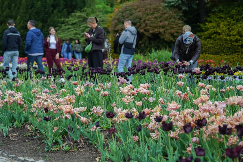Festiwal Tulipanów w Ogrodzie Botanicznym Uniwersytetu Wrocławskiego, 9 maja 2026 r.
