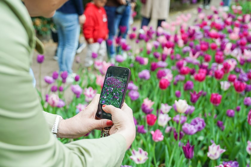 Festiwal Tulipanów w Ogrodzie Botanicznym Uniwersytetu Wrocławskiego, 9 maja 2026 r.