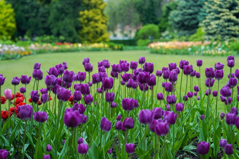Festiwal Tulipanów w Ogrodzie Botanicznym Uniwersytetu Wrocławskiego, 9 maja 2026 r.