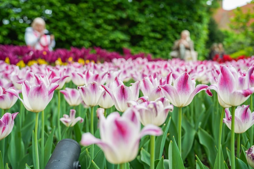 Festiwal Tulipanów w Ogrodzie Botanicznym Uniwersytetu Wrocławskiego, 9 maja 2026 r.
