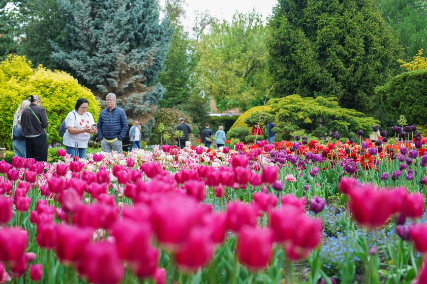 Festiwal Tulipanów w Ogrodzie Botanicznym Uniwersytetu Wrocławskiego, 9 maja 2026 r.