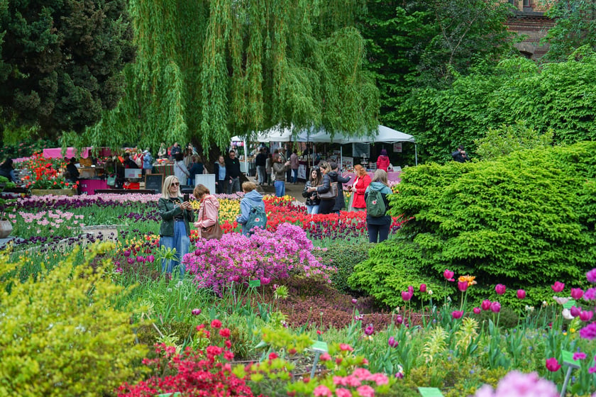 Festiwal Tulipanów w Ogrodzie Botanicznym Uniwersytetu Wrocławskiego, 9 maja 2026 r.