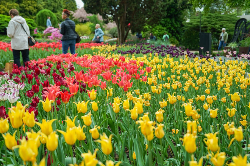 Festiwal Tulipanów w Ogrodzie Botanicznym Uniwersytetu Wrocławskiego, 9 maja 2026 r.
