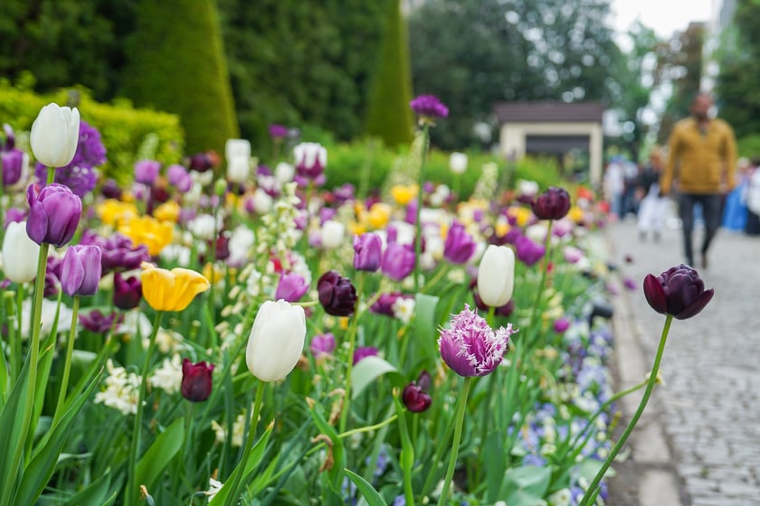 Festiwal Tulipanów w Ogrodzie Botanicznym Uniwersytetu Wrocławskiego, 9 maja 2026 r.