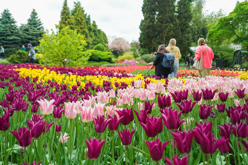 Festiwal Tulipanów w Ogrodzie Botanicznym Uniwersytetu Wrocławskiego, 9 maja 2026 r.