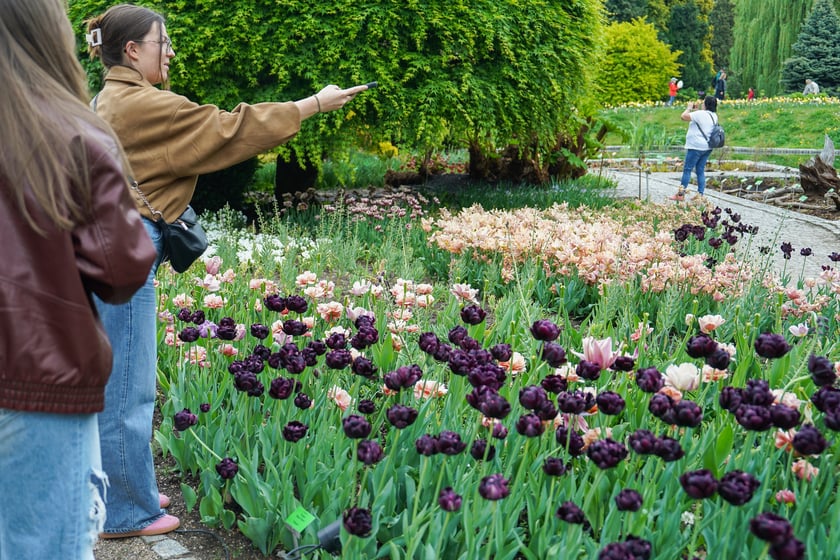 Festiwal Tulipanów w Ogrodzie Botanicznym Uniwersytetu Wrocławskiego, 9 maja 2026 r.